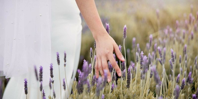 Meditation by the Lavender Bed