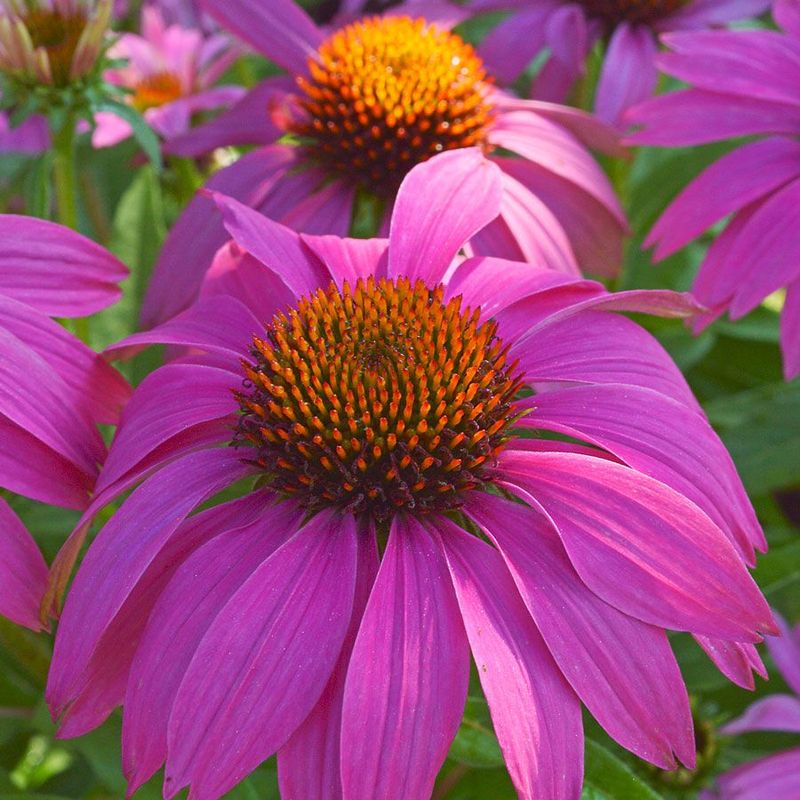 PowWow Wild Berry Coneflower
