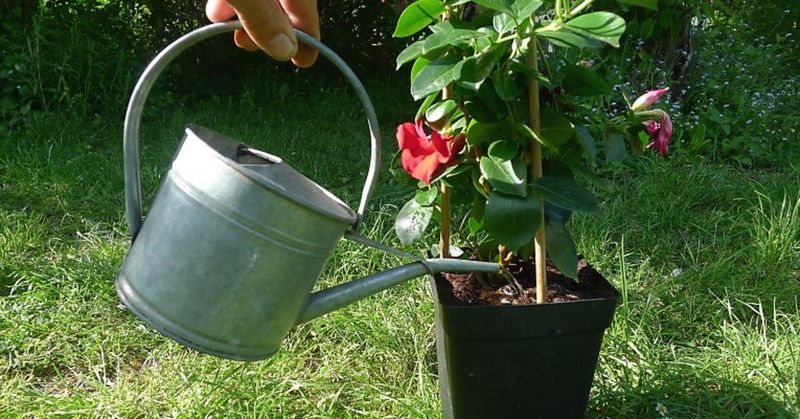 Water Regularly—but Don’t Overdo It