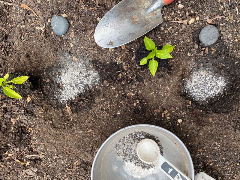 Revitalizing Pepper Plants