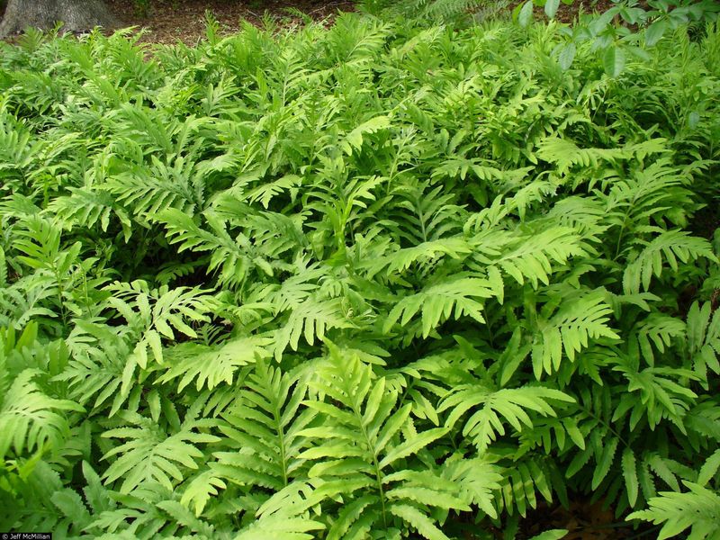 Sensitive Fern (Onoclea sensibilis)