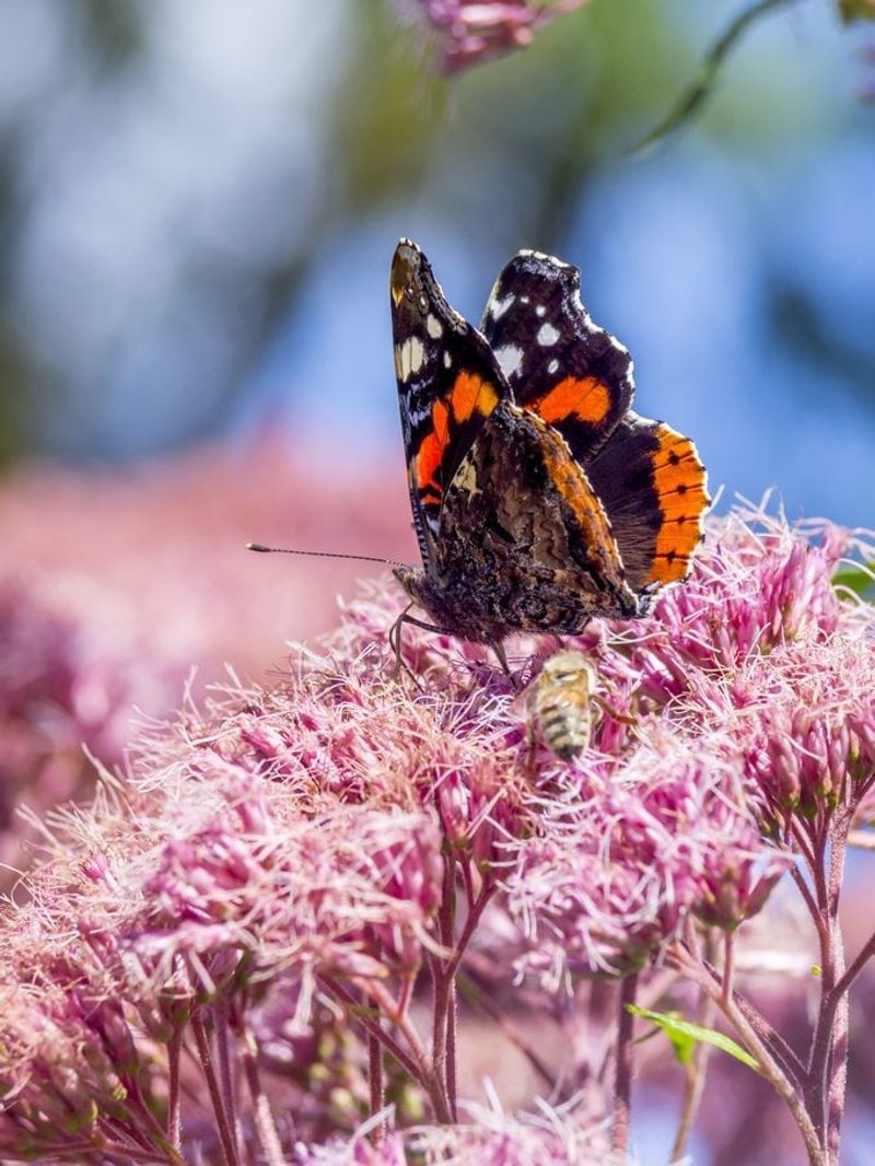 Joe-Pye Weed (Eutrochium purpureum)