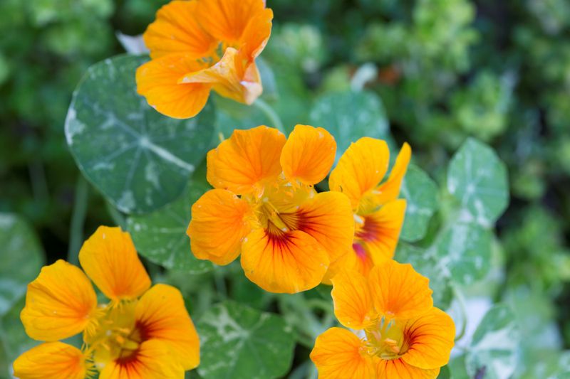 Nasturtium