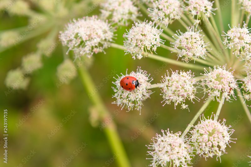 Angelica (Angelica archangelica)