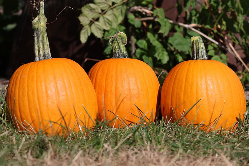 Pumpkins (Small Varieties) – Try ‘Sugar Pie’ (85-100 days).