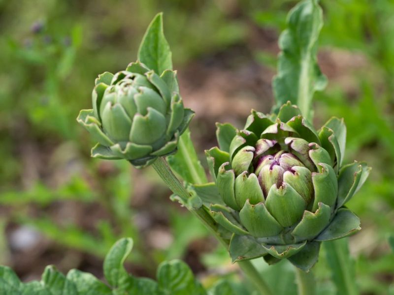 Artichokes
