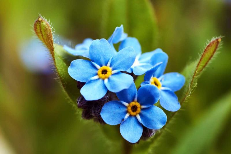 Forget-Me-Not