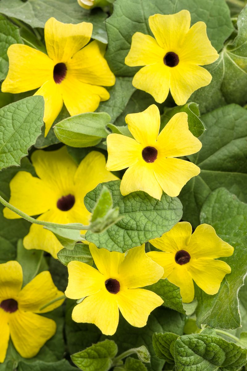 Black-Eyed Susan Vine (Thunbergia alata)