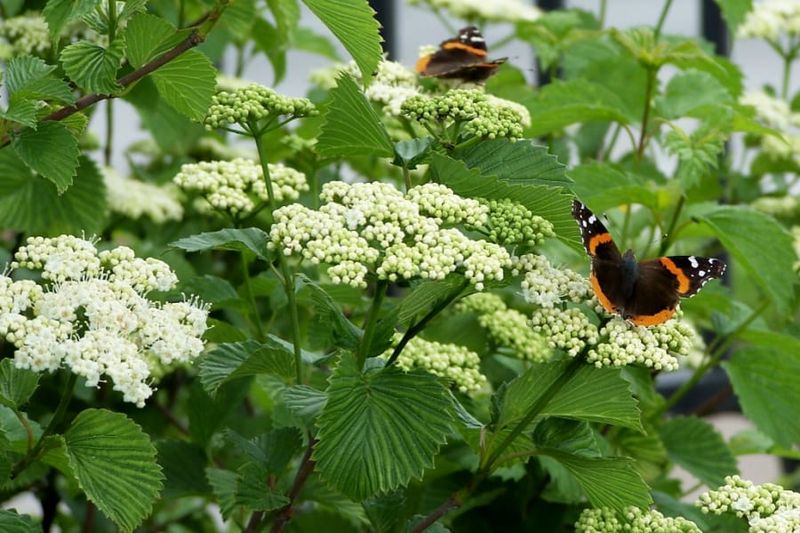 Viburnum (Viburnum spp.)