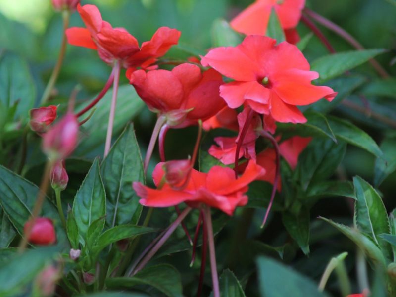 Impatiens (Impatiens walleriana)