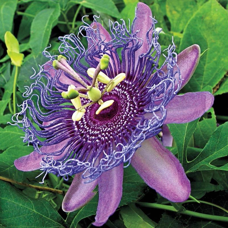 Passionflower