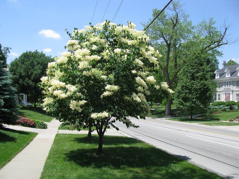 Japanese Tree Lilac