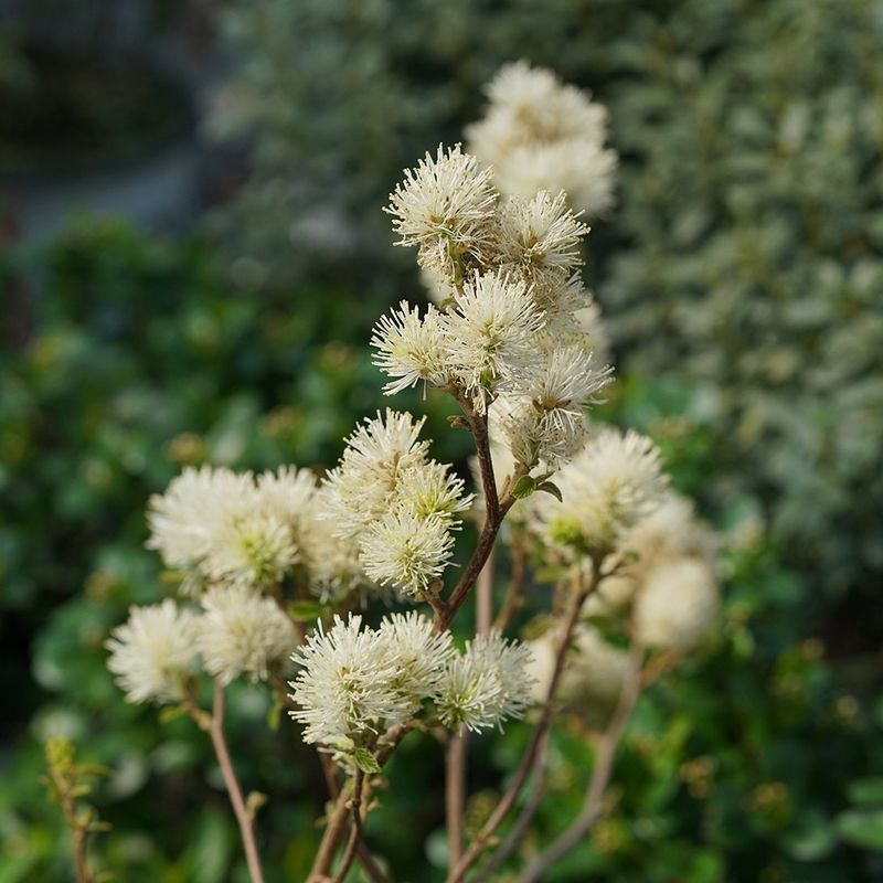Fothergilla