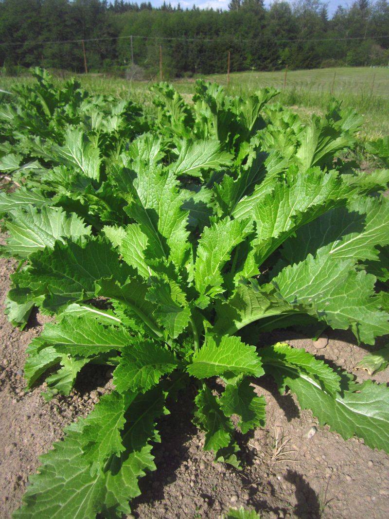 Mustard Greens