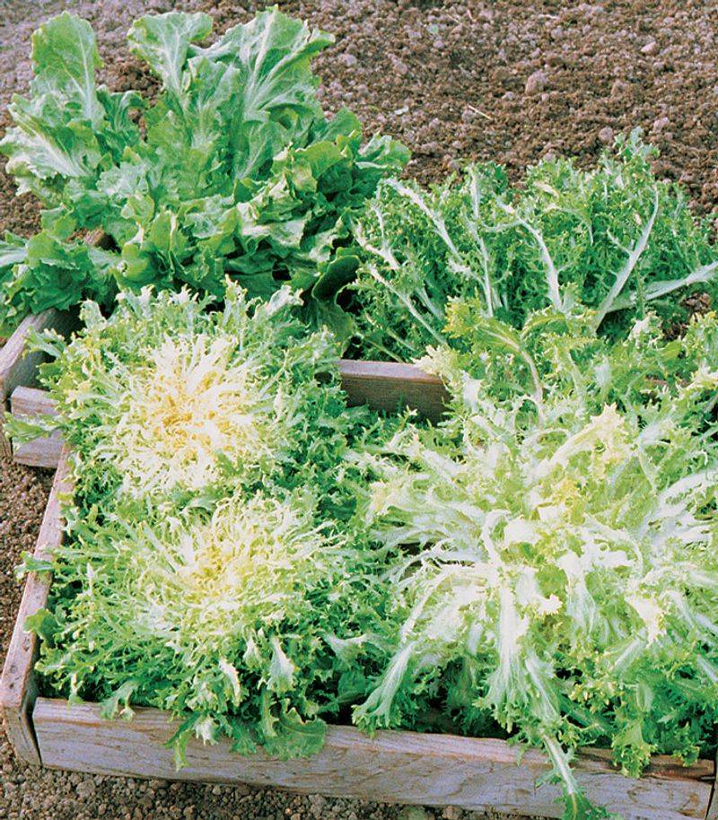 Endive – 4 per square (space 6″ apart)