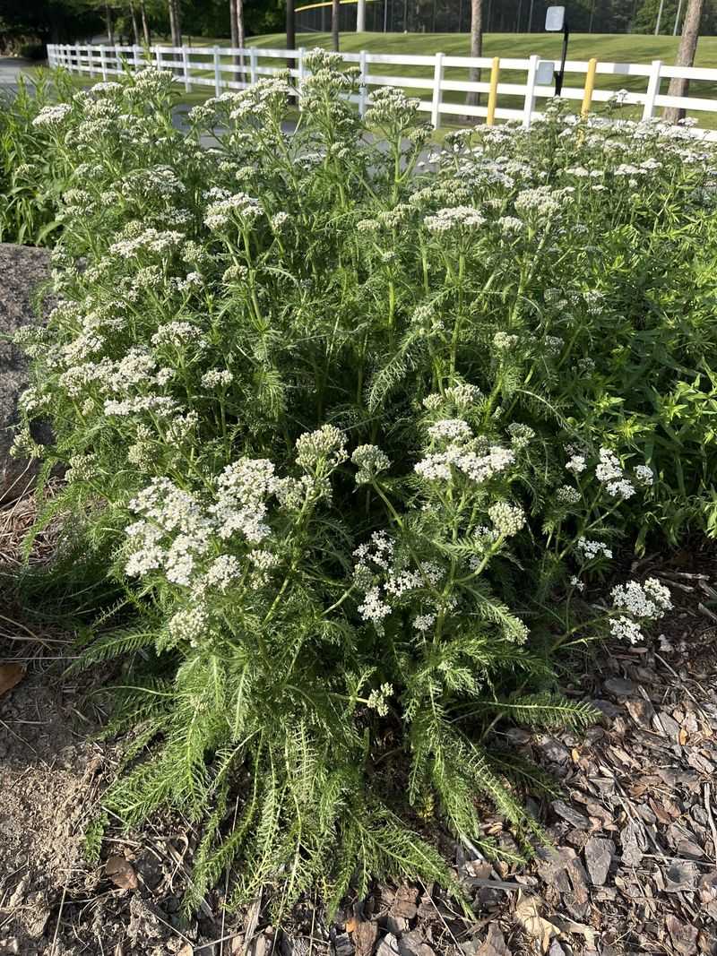 Yarrow (Achillea millefolium)