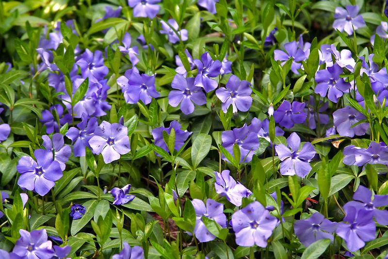 Vinca Minor (Periwinkle)