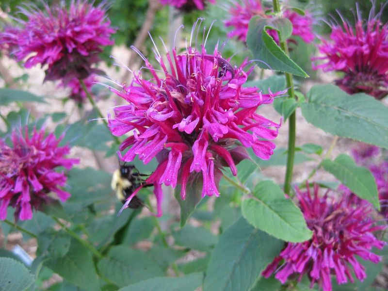 Bee Balm (Monarda fistulosa)