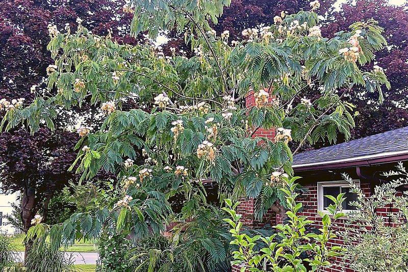 Mimosa Tree