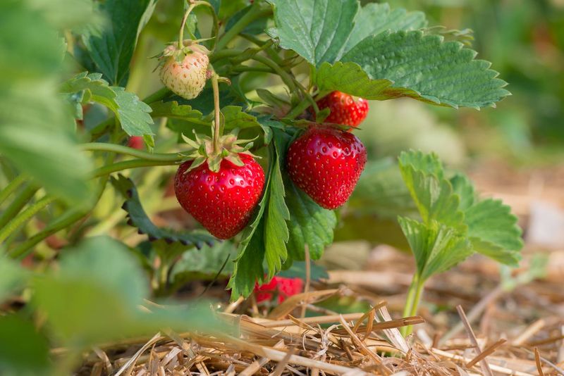 Strawberries (Fragaria spp.)