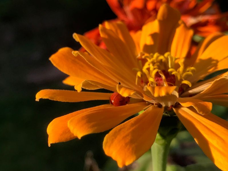 Zinnias (Zinnia elegans)