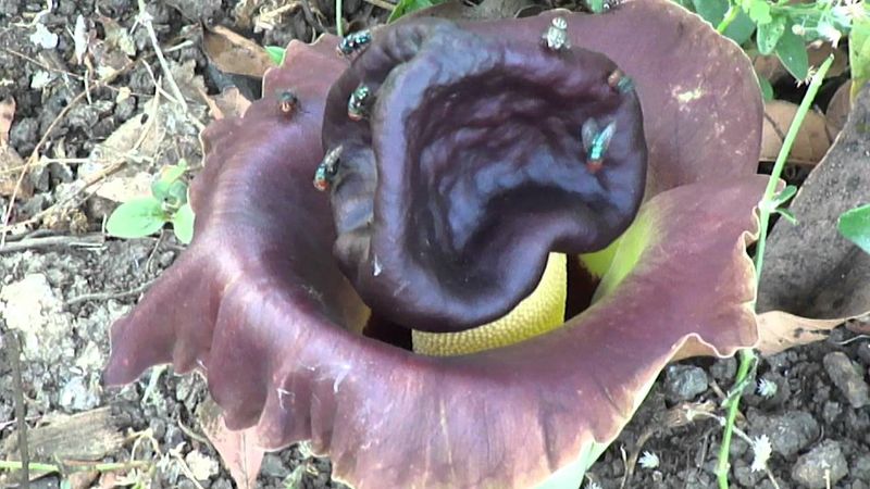 Elephant Foot Yam (Amorphophallus paeoniifolius)