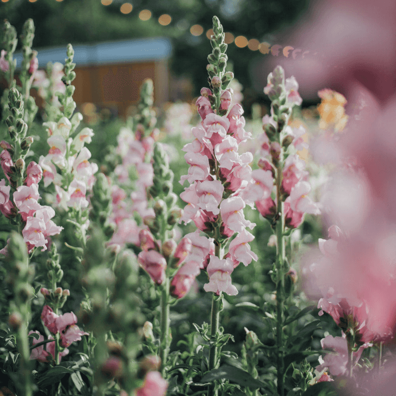 Gemini - Snapdragons