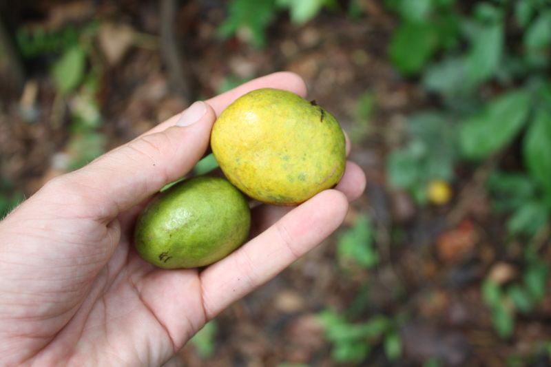 African Wild Mango