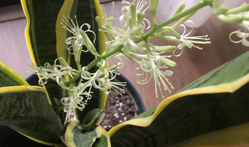 Flowering Surprise
