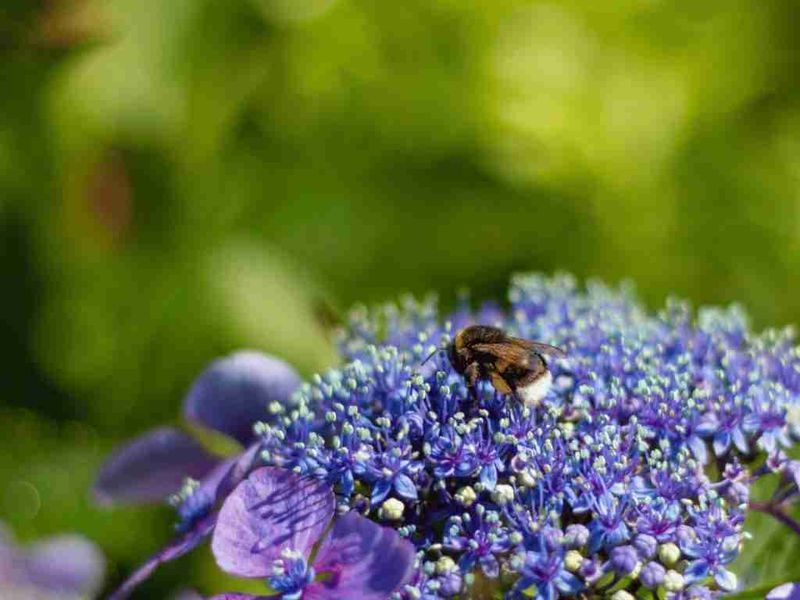 Encouraging Pollinators