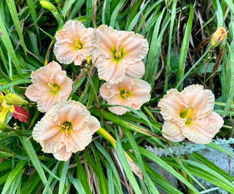 Stubborn Daylilies