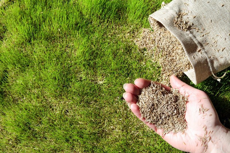 Choose the Right Grass Seed