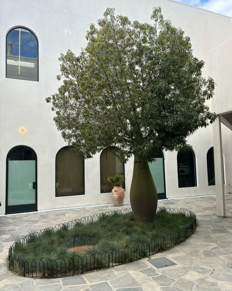 Bottle Tree (Brachychiton) – Unique swollen trunk; low-water needs.