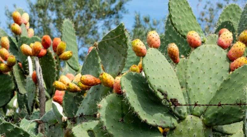 Prickly Pear Cactus (Opuntia) – Why it survives: Eats neglect for breakfast.