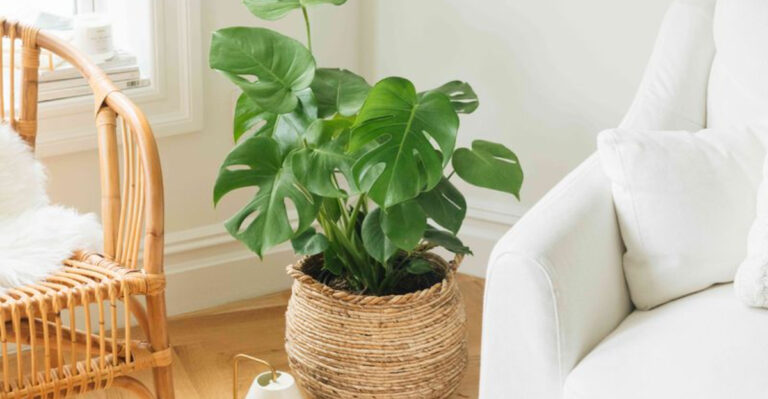 The Best Plants for North-Facing Windows (They Actually Love the Shade!)
