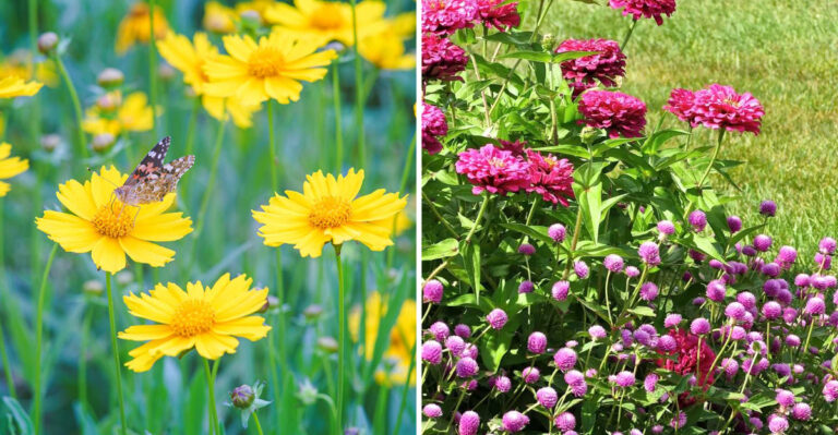 The Easy-To-Grow Flower That Pairs Well With Beautiful Gomphrena For A Pollinator-Friendly Garden