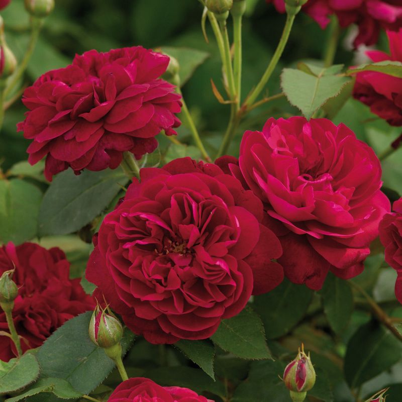 Darcey Bussell Rose