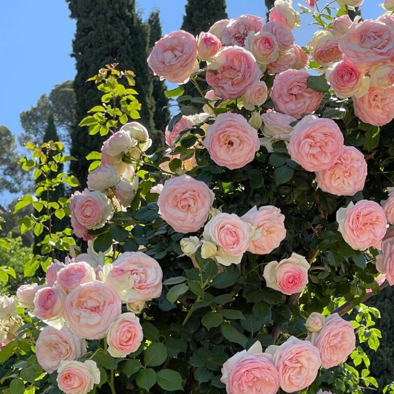 Rose Alt The Gorgeous Species Of Rose That's A Better Alternative To ...