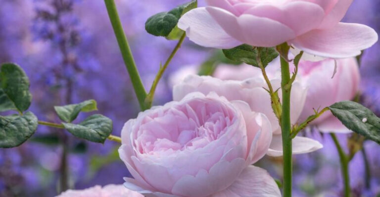 The Gorgeous Species Of Rose That’s A Better Alternative To Bougainvillea