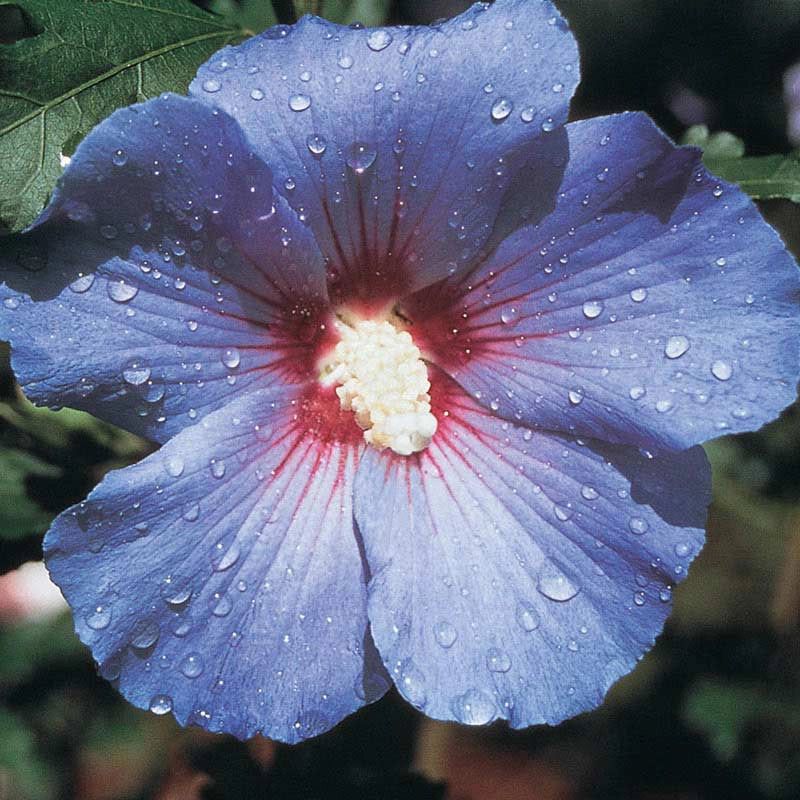 The Unique Blue Rose of Sharon