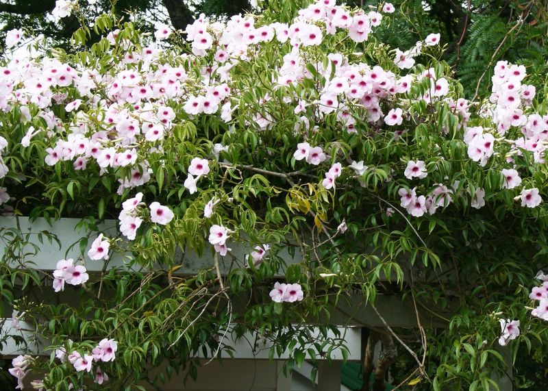 The Bandersnatch's Bower