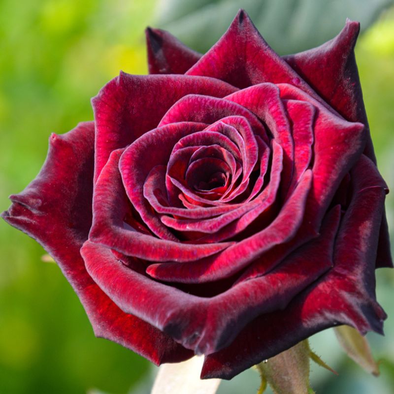 The Intriguing Black Baccara Rose