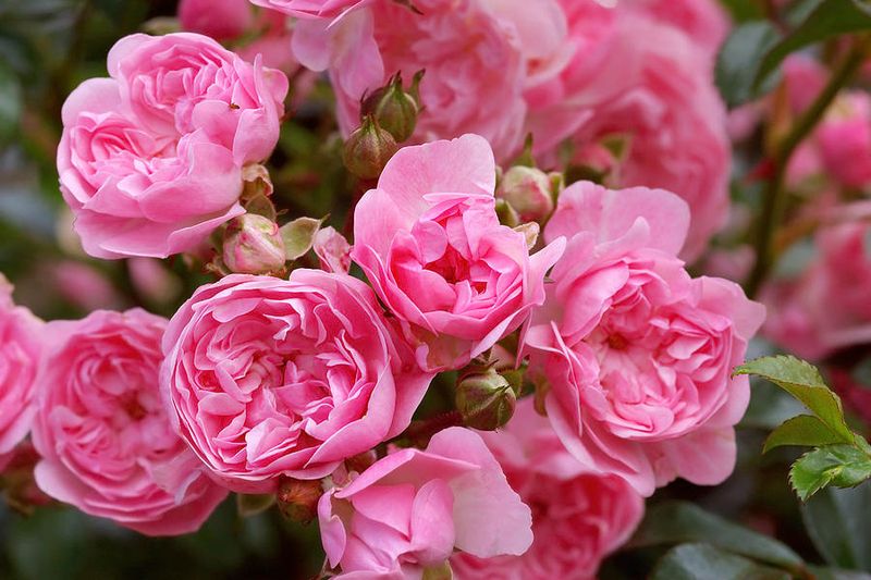 The Colorful Polyantha Rose