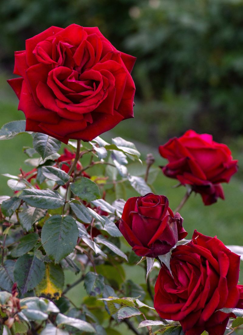 The Elegant Hybrid Tea Rose