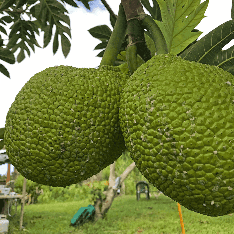 Breadfruit 'Ulu Gardens