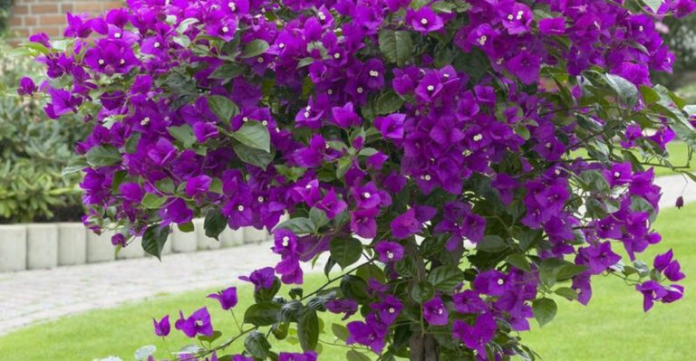 The Mid-Size Bougainvillea Variety That Won’t Take Over Your Landscaping