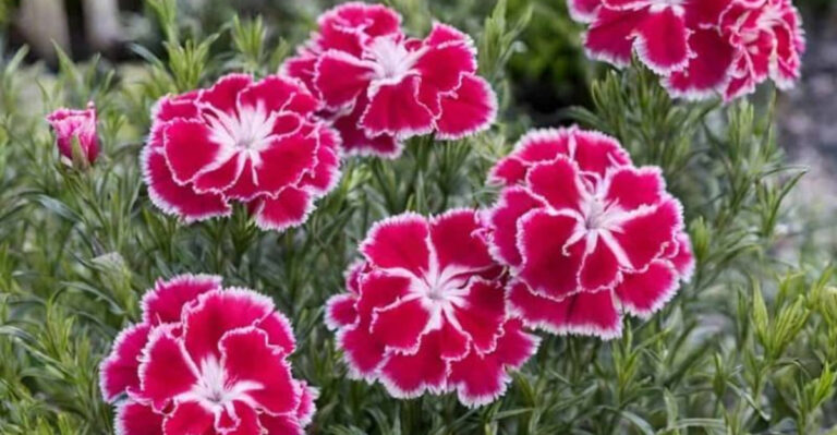The Perfect Perennial For Neat Garden Edges And A Burst Of Summer Color
