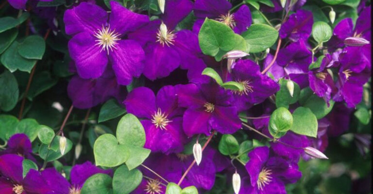 The Pink And Purple Flowering Vine You’ll Want To Plant To Attract Hummingbirds