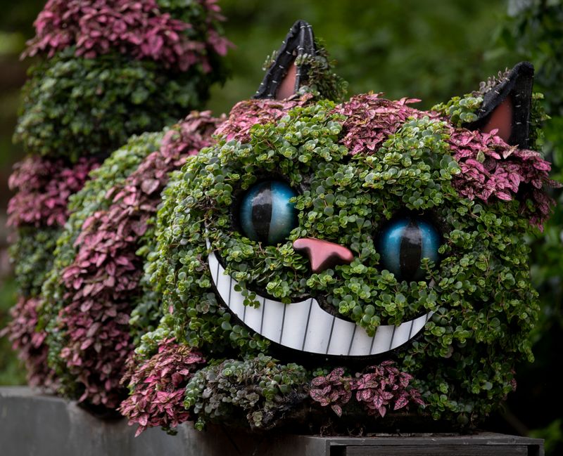 The Cheshire Cat's Enclave