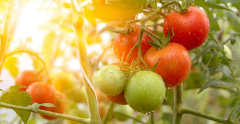 The Safest Way To Repot Growing Tomato Plants For An Abundant Harvest